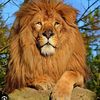 lion_heart2255