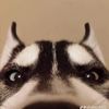 deng_tar2