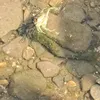red_ss