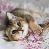 katicup9