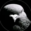 davilopes78522