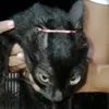 _otutuzin0