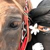 الخياله فرح 🐎🖤