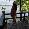 greisy_suran_2023