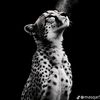 abu_irfan1