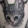 gatonico.666