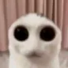 qjowey