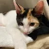 tamacats4