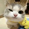 wa_rour
