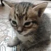 estebitan_45