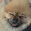 barbara_pongki