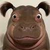 hahihehohuuuuuuu