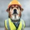 doticogd