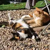 Kittentok
