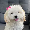 Mia Mini Maltipoo