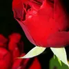 .user799316953852