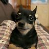 little_car18