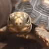 sheepspeedyurtle4