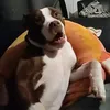 lilydoesntlikewilly69420