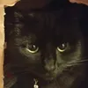 famoustikcatstok