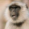 wosiyane_
