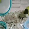 hamham_246
