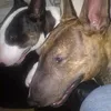 bullterrier_soul