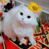jinnee355