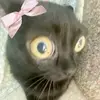 aweirdratthing