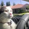meooow2x