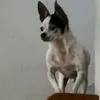 orochai