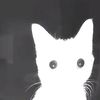 jujuthelittlebabycat