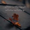 alfateh816