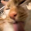 coolcat_notcool