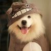 jdpcutepet