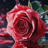 mounir_riyad