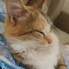 tail_w