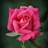 mahisheikh490