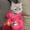 lolycat55