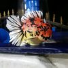 jhoni_petanigoldfish