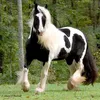 reemaltnji