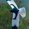 ahmed.marrakchi7