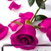 elwarda166