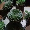 silviairaheta8