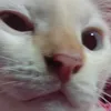 ellaz_0488