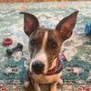 pancakesfordogs