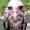parrotbs2