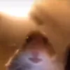yoryu4nrndz