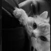lily_editor27