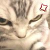 mieayam_q